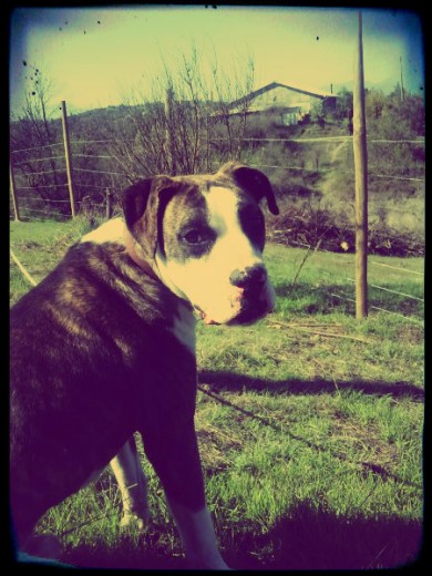 El es ruffo, mi mejor amigo.
A simple vista parece un perro jugueton. Lo es, pero muchas veces su inmadurez le pasa la cuenta, sobre todo cuando suelo salir a caminar con el.
Es un gran perro, un gran compañero y un fiel amigo.
Lo amo por sobre todas las cosas